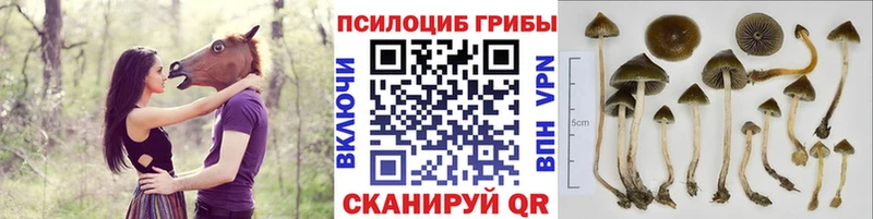 Галлюциногенные грибы Magic Shrooms  hydra как зайти  Сухой Лог  купить  